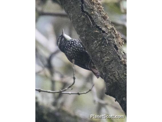 Pearled Treerunner (Margarornis squamiger)