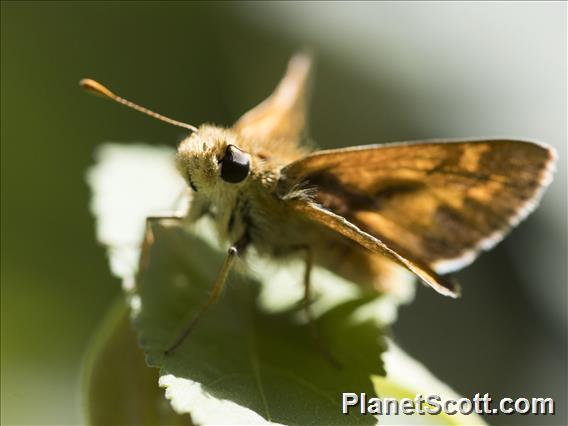 Fiery Skipper (Hylephila phyleus)