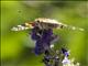 Painted Lady (Vanessa cardui)