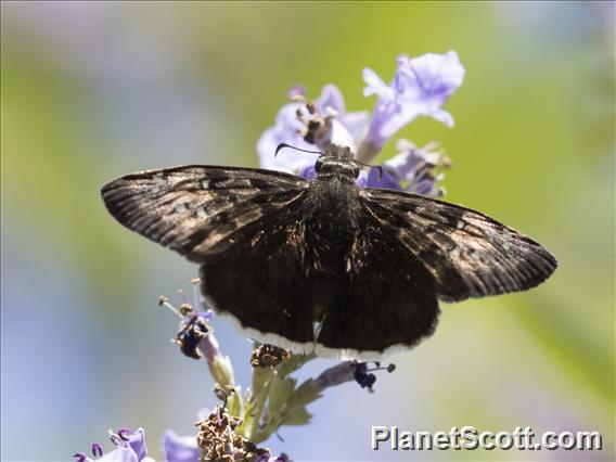 Mournful Duskywing (Erynnis tristis)