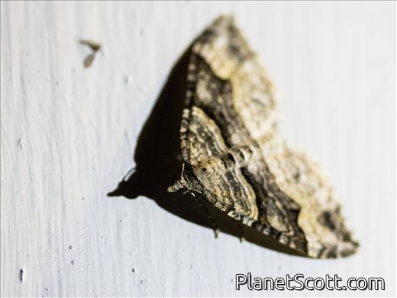 Carpet Moth (Xanthorhoe defensaria)