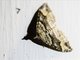 Carpet Moth (Xanthorhoe defensaria)