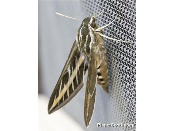 White-lined Sphinx (Hyles lineata)