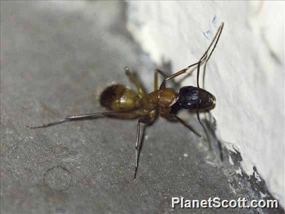 Carpenter Ant (Camponotus sansabeanus)