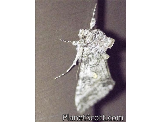 Plusiine Looper Moth (Syngrapha sp)