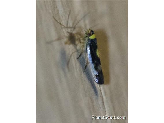 Mountain Leafhopper (Colladonus montanus)