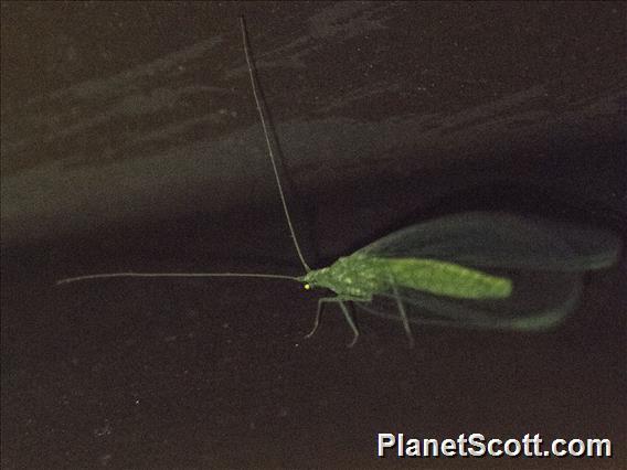 Carnea-group Green Lacewings (Chrysoperla carnea)