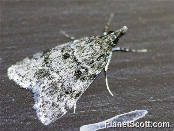 Tricolored Cosipara Moth (Cosipara tricoloralis)