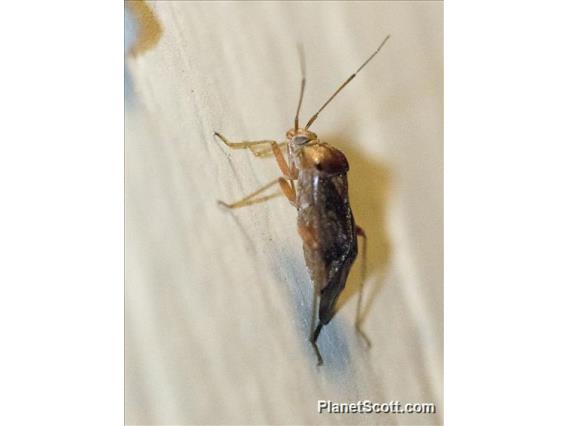 Plant Bug (Miridae sp)