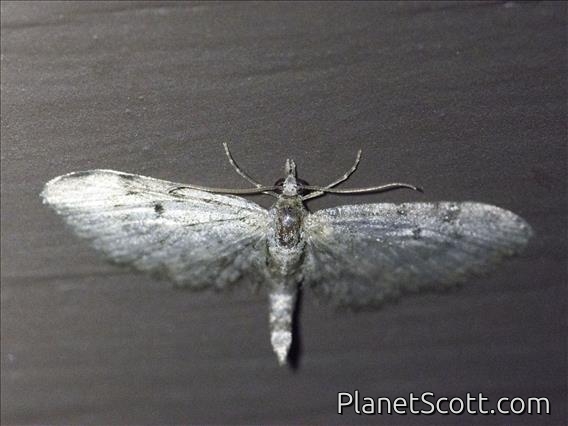 Pug Moth (Eupithecia sp)