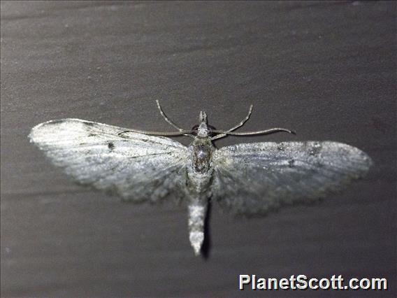 Pug Moth (Eupitheciini sp)