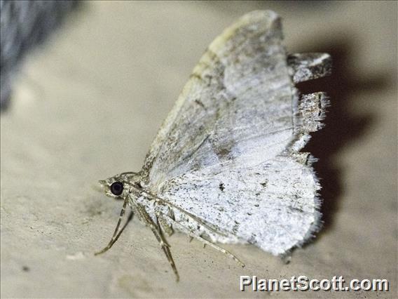 Carpet Moth (Larentiinae sp01)