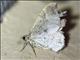 Carpet Moth (Larentiinae sp)