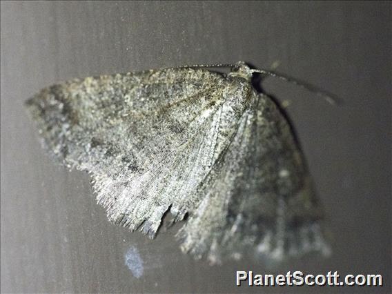 Geometer Moth (Geometera sp67)