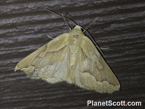 Geometer Moth (Sabulodes edwardsata)