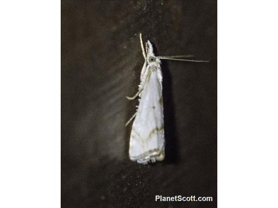 Crambid Snout Moth (Crambidae sp31)