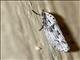 Flat-bodied Moth (Ethmia sp)