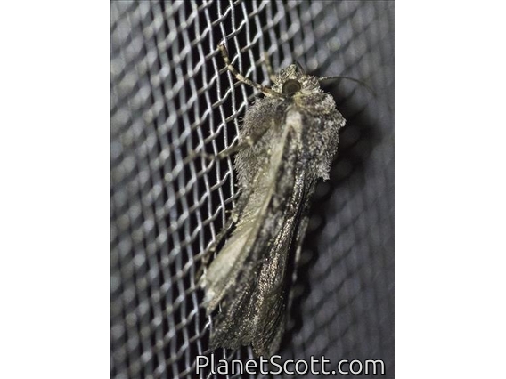Cutworm Moth (Noctuidae sp)