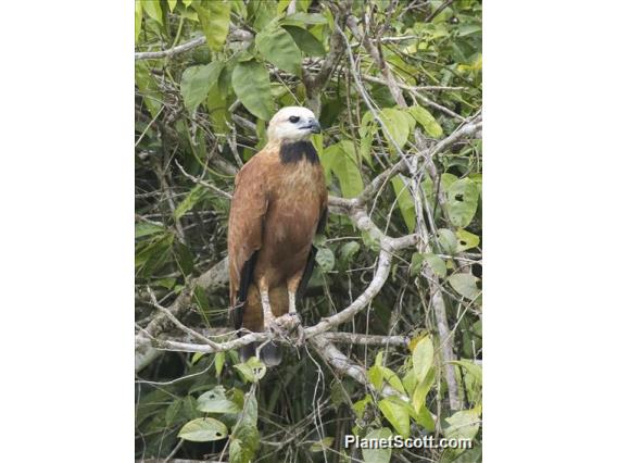 Black-collared Hawk (Busarellus nigricollis)