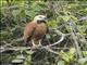 Black-collared Hawk (Busarellus nigricollis)