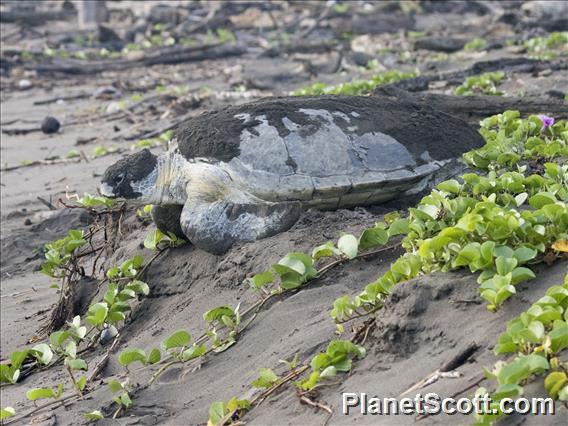 Green Sea Turtle (Chelonia mydas)