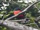 Slaty-tailed Trogon (Trogon massena) - Male