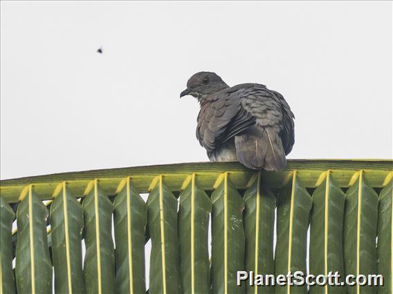 Short-billed Pigeon (Patagioenas nigrirostris)