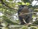 Boat-billed Heron (Cochlearius cochlearius)