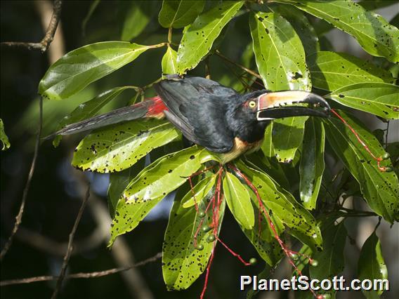 Collared Aracari (Pteroglossus torquatus)