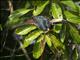 Collared Aracari (Pteroglossus torquatus)