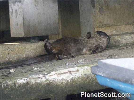 Neotropical River Otter (Lontra longicaudis)