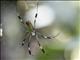 Golden Silk Orb-weaver (Trichonephila  clavipes)