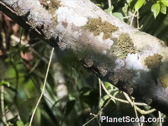 Proboscis Bat (Rhynchonycteris naso)