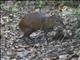 Central American Agouti (Dasyprocta punctata)