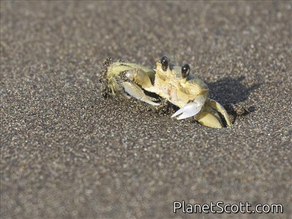 Atlantic Ghost Crab (Ocypode quadrata)