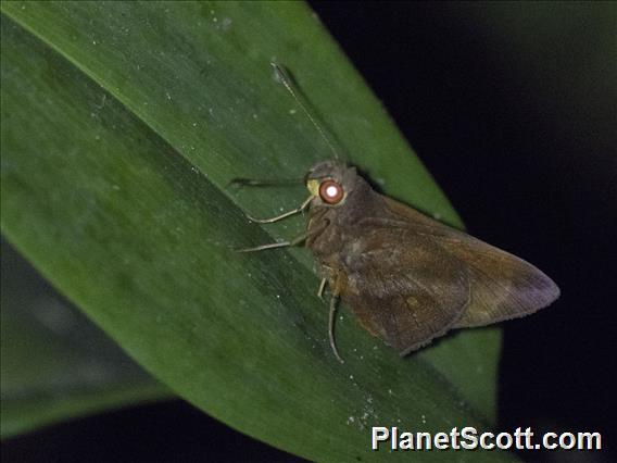 Skipper (Hesperiidae sp)