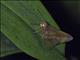 Skipper (Hesperiidae sp)