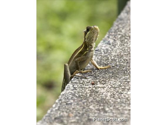 Brown Basilisk (Basiliscus vittatus)