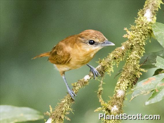 Cinnamon Becard (Pachyramphus cinnamomeus)