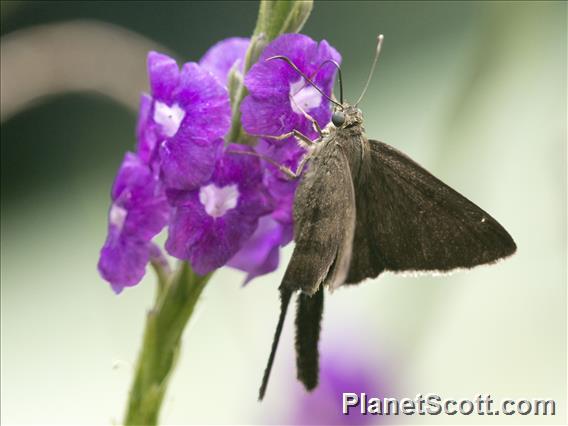 Plain Longtail (Spicauda simplicius)