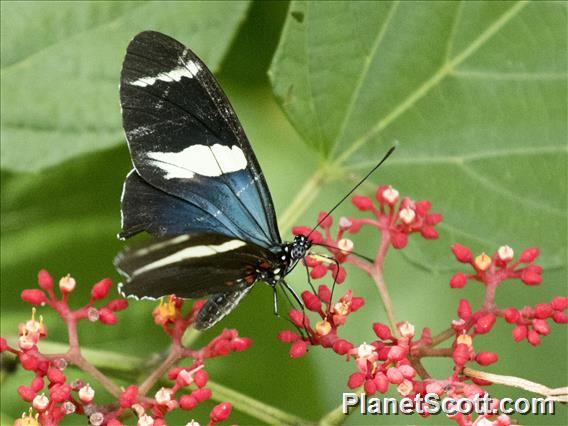 Sara Longwing (Heliconius sara)