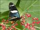 Sara Longwing (Heliconius sara)