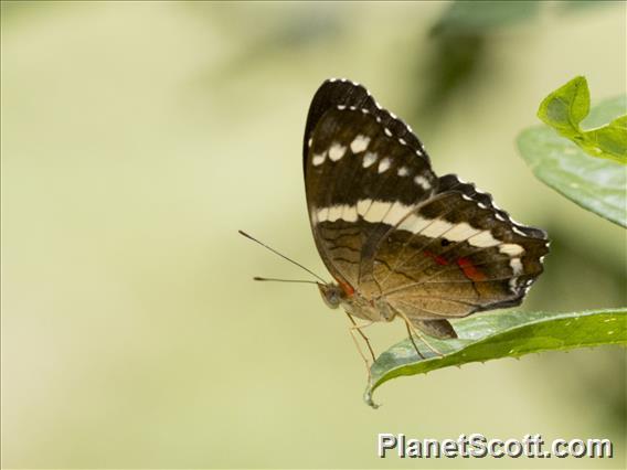 Banded Peacock (Anartia fatima)