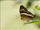 Banded Peacock (Anartia fatima)