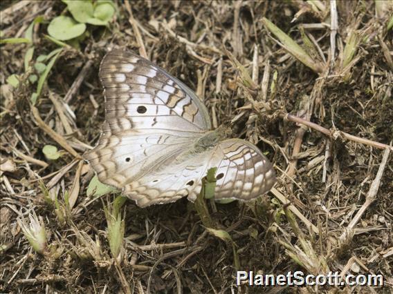 White Peacock (Anartia jatrophae)