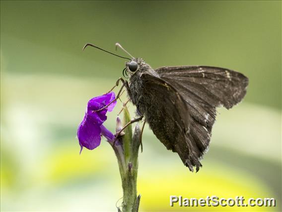 Skipper (Hesperiidae sp)