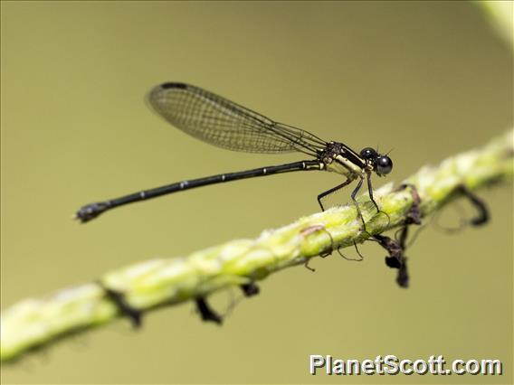 Oculate Dancer (Argia oculata)