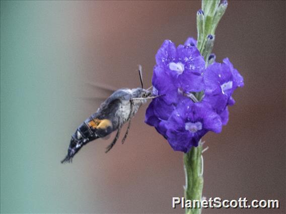 Sphinx Moth (Aellopos ceculus)