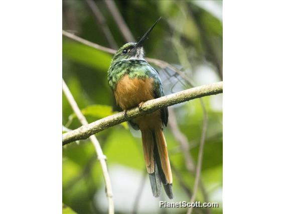 Rufous-tailed Jacamar (Galbula ruficauda)