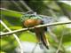 Rufous-tailed Jacamar (Galbula ruficauda)